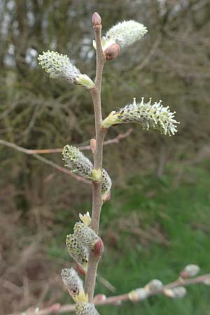 Salix cinerea \ Grau-Weide, Asch-Weide / Grey Willow, D Weinheim an der Bergstra&szlig;e 16.3.2019