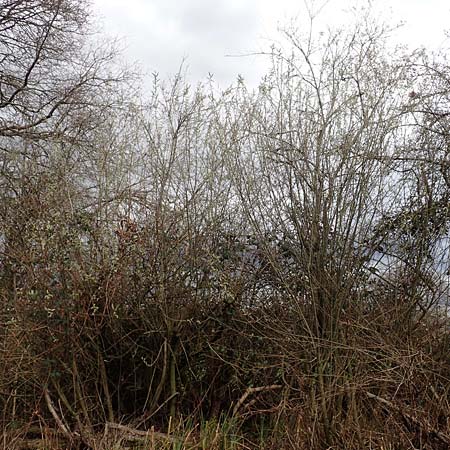 Salix cinerea \ Grau-Weide, Asch-Weide / Grey Willow, D Weinheim an der Bergstra&szlig;e 16.3.2019