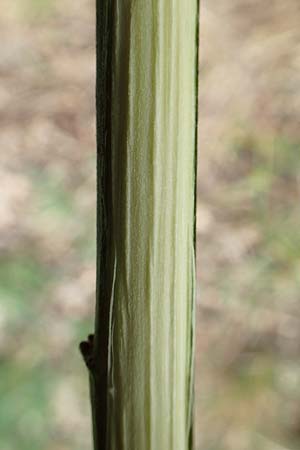 Salix cinerea \ Grau-Weide, Asch-Weide / Grey Willow, D Weinheim an der Bergstra&szlig;e 16.3.2019
