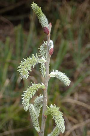 Salix cinerea \ Grau-Weide, Asch-Weide / Grey Willow, D Weinheim an der Bergstra&szlig;e 16.3.2019