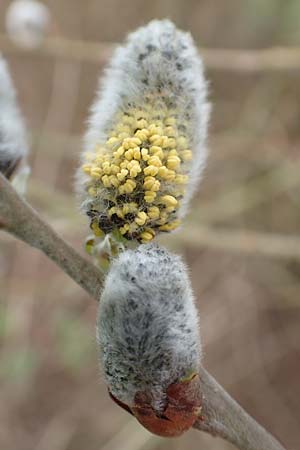 Salix cinerea \ Grau-Weide, Asch-Weide / Grey Willow, D Weinheim an der Bergstra&szlig;e 16.3.2019