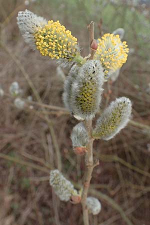 Salix cinerea \ Grau-Weide, Asch-Weide / Grey Willow, D Weinheim an der Bergstra&szlig;e 16.3.2019
