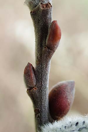 Salix cinerea \ Grau-Weide, Asch-Weide / Grey Willow, D Weinheim an der Bergstra&szlig;e 16.3.2019