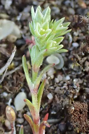 Scleranthus polycarpos \ Triften-Kn�uelkraut / German Knotweed, D Hockenheim 16.4.2019