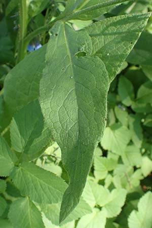 Symphytum caucasicum \ Kaukasus-Beinwell / Caucasian Comfrey, Blue Comfrey, D Frankfurt Palmengarten 21.4.2019