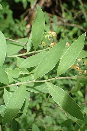 Spiraea x cinerea \ Aschgrauer Spierstrauch, Wei&szlig;e Rispen-Spiere / Ashgrey Meadowsweet, D Mannheim 28.4.2019