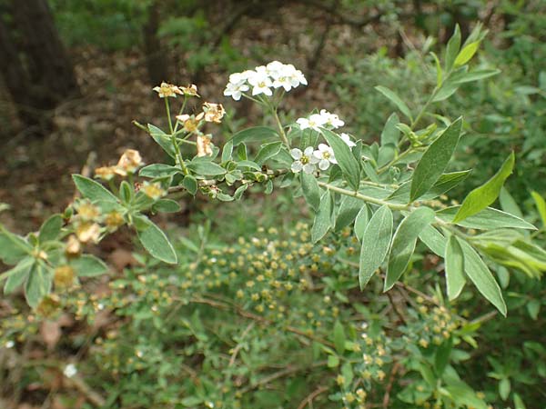 Spiraea x cinerea \ Aschgrauer Spierstrauch, Wei&szlig;e Rispen-Spiere / Ashgrey Meadowsweet, D Mannheim 28.4.2019