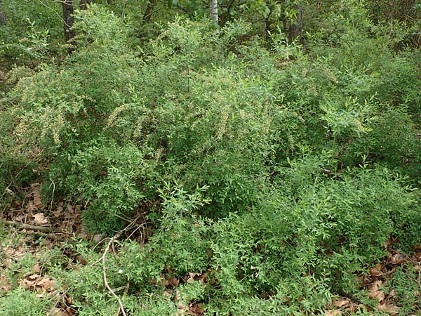 Spiraea x cinerea \ Aschgrauer Spierstrauch, Wei&szlig;e Rispen-Spiere / Ashgrey Meadowsweet, D Mannheim 28.4.2019
