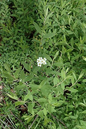 Spiraea x cinerea \ Aschgrauer Spierstrauch, Wei&szlig;e Rispen-Spiere / Ashgrey Meadowsweet, D Mannheim 28.4.2019