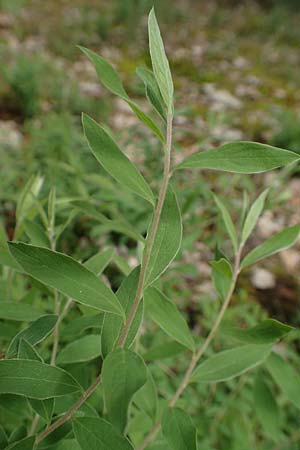 Spiraea x cinerea \ Aschgrauer Spierstrauch, Wei&szlig;e Rispen-Spiere / Ashgrey Meadowsweet, D Mannheim 28.4.2019