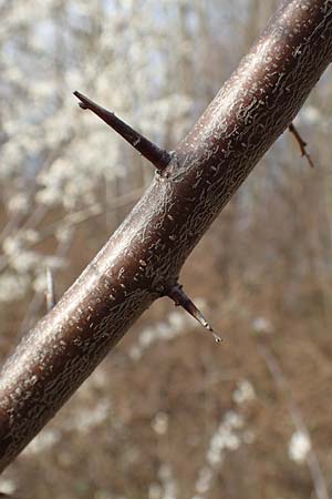 Prunus spinosa \ Schlehe, Schwarzdorn / Sloe, Blackthorn, D Mannheim 28.2.2020
