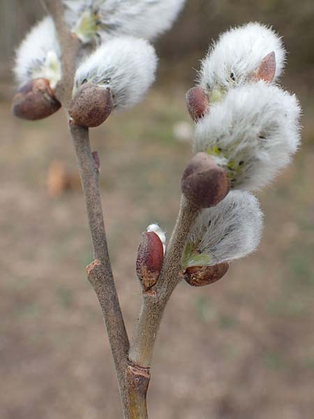 Salix cinerea \ Grau-Weide, Asch-Weide / Grey Willow, D Neuleiningen 13.3.2020