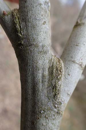 Salix cinerea \ Grau-Weide, Asch-Weide / Grey Willow, D Neuleiningen 13.3.2020