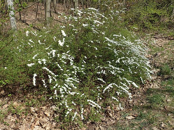Spiraea x cinerea \ Aschgrauer Spierstrauch, Wei&szlig;e Rispen-Spiere / Ashgrey Meadowsweet, D Mannheim 6.4.2020