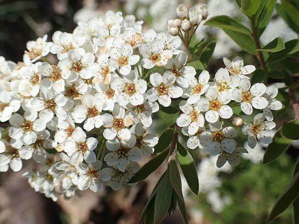 Spiraea x cinerea \ Aschgrauer Spierstrauch, Wei&szlig;e Rispen-Spiere / Ashgrey Meadowsweet, D Mannheim 6.4.2020