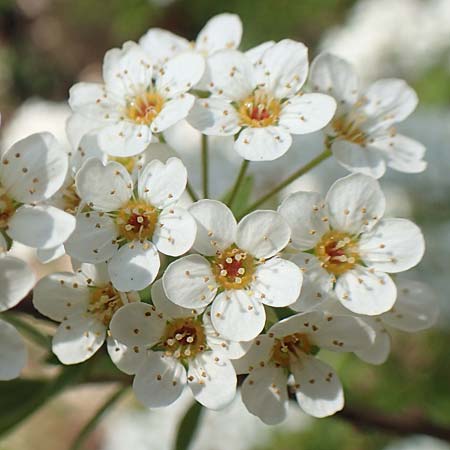 Spiraea x cinerea \ Aschgrauer Spierstrauch, Wei&szlig;e Rispen-Spiere / Ashgrey Meadowsweet, D Mannheim 6.4.2020