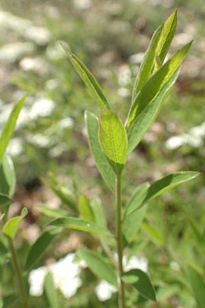 Spiraea x cinerea \ Aschgrauer Spierstrauch, Wei&szlig;e Rispen-Spiere / Ashgrey Meadowsweet, D Mannheim 6.4.2020