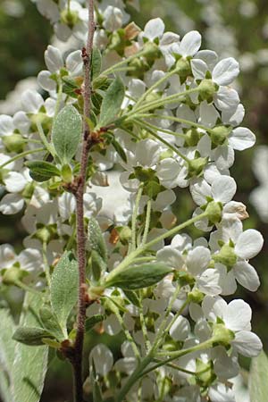 Spiraea x cinerea \ Aschgrauer Spierstrauch, Wei&szlig;e Rispen-Spiere / Ashgrey Meadowsweet, D Mannheim 6.4.2020