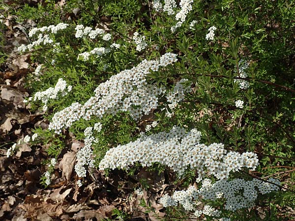 Spiraea x cinerea \ Aschgrauer Spierstrauch, Wei&szlig;e Rispen-Spiere / Ashgrey Meadowsweet, D Mannheim 6.4.2020