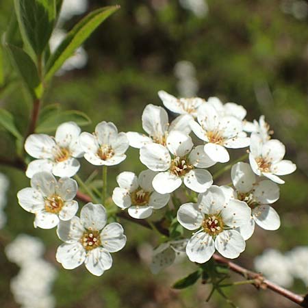 Spiraea x cinerea \ Aschgrauer Spierstrauch, Wei&szlig;e Rispen-Spiere / Ashgrey Meadowsweet, D Mannheim 6.4.2020