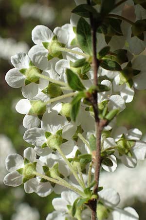Spiraea x cinerea \ Aschgrauer Spierstrauch, Wei&szlig;e Rispen-Spiere / Ashgrey Meadowsweet, D Mannheim 6.4.2020