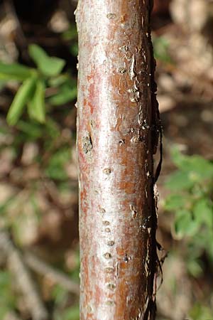 Spiraea x cinerea \ Aschgrauer Spierstrauch, Wei&szlig;e Rispen-Spiere / Ashgrey Meadowsweet, D Mannheim 6.4.2020