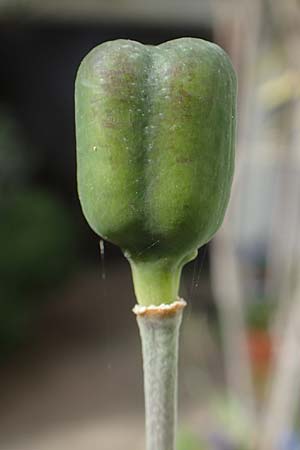 Fritillaria meleagris \ Gew�hnliche Schachblume, Schachbrett-Blume / Fritillary, D Mannheim 15.4.2020