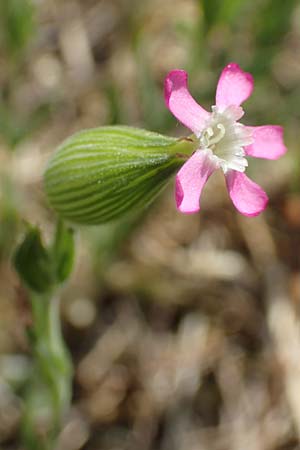Silene conica \ Kegel-Leimkraut / Sand Campion, D Seeheim an der Bergstra&szlig;e 12.5.2020