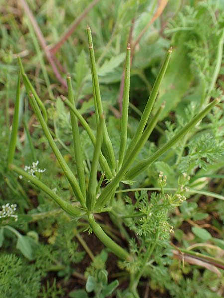 Scandix pecten-veneris \ Echter Venuskamm / Shepherd's Needle, D Neuleiningen 25.5.2020