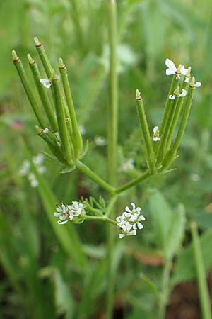 Scandix pecten-veneris, Echter Venuskamm
