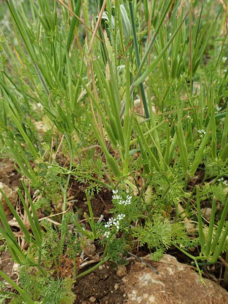 Scandix pecten-veneris \ Echter Venuskamm / Shepherd's Needle, D Neuleiningen 25.5.2020