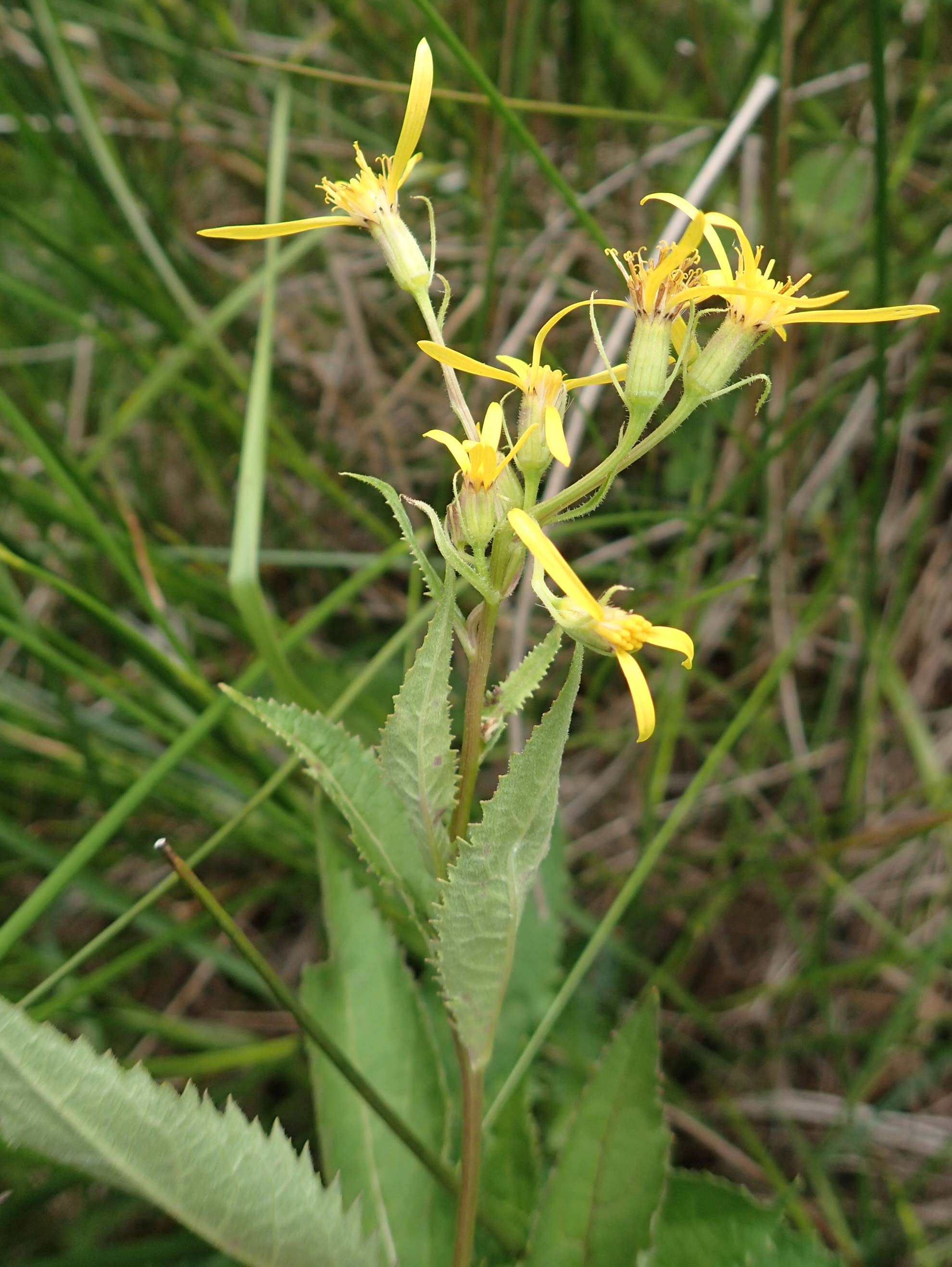 Senecio hercynicus \ Hain-Greiskraut, Harz-Greiskraut / Mountain Woundwort, D Hunsr&uuml;ck, B&ouml;rfink 18.7.2020