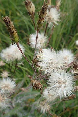 Senecio hercynicus \ Hain-Greiskraut, Harz-Greiskraut / Mountain Woundwort, D Hunsr&uuml;ck, B&ouml;rfink 18.7.2020