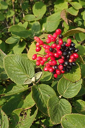 Viburnum lantana, Wolliger Schneeball