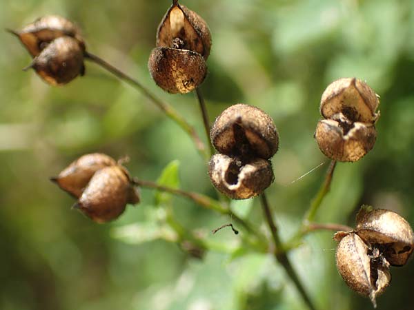 Scrophularia nodosa \ Knotige Braunwurz / Common Figwort, D Odenwald, Rimbach 27.8.2020