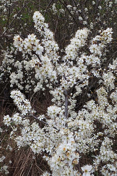 Prunus spinosa \ Schlehe, Schwarzdorn / Sloe, Blackthorn, D Rheinhessen, Flonheim 2.4.2021