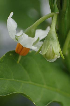 Solanum pseudocapsicum \ Korallen-B&auml;umchen, Korallen-Kirsche / Jerusalem Cherry, Winter Cherry, D Mutterstadt 17.8.2021