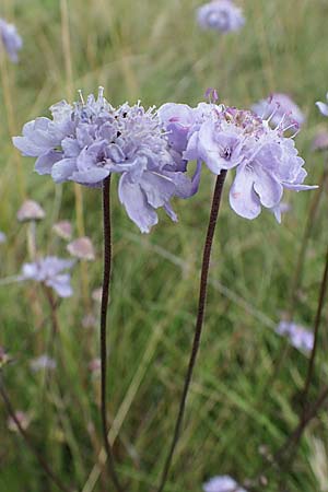 Scabiosa canescens \ Graue Skabiose, Duft-Skabiose / Fragrant Scabious, D Gr&uuml;nstadt-Asselheim 26.8.2021