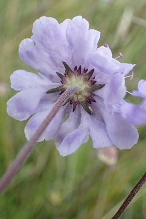 Scabiosa canescens \ Graue Skabiose, Duft-Skabiose / Fragrant Scabious, D Gr&uuml;nstadt-Asselheim 26.8.2021