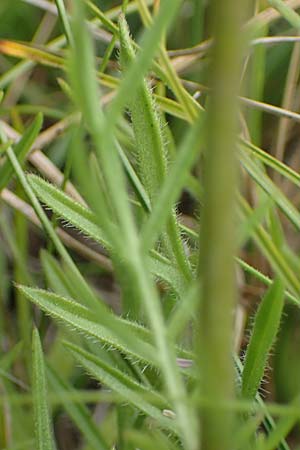 Scabiosa canescens \ Graue Skabiose, Duft-Skabiose / Fragrant Scabious, D Gr&uuml;nstadt-Asselheim 26.8.2021