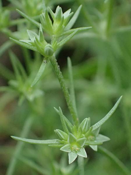 Scleranthus annuus \ Einj&auml;hriges Kn�uelkraut / Annual Knawel, D Lampertheim 28.8.2021