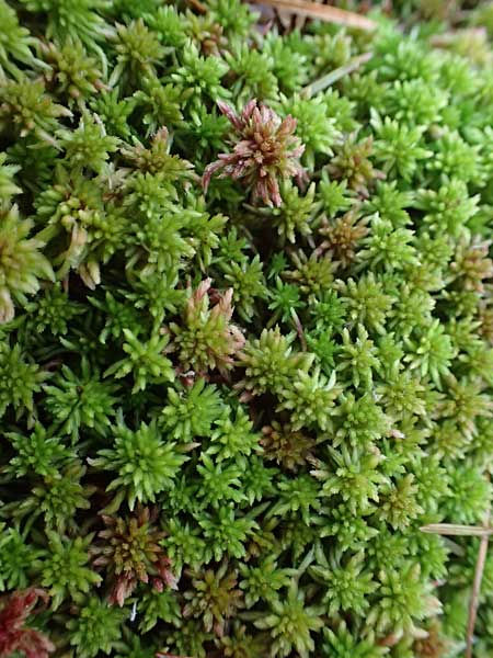 Sphagnum capillifolium \ Spitzbl&auml;ttriges Torfmoos, Hain-Torfmoos / Red Peat Moss, Red Bog Moss, D Odenwald, Mossautal 14.10.2023