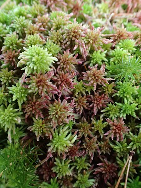 Sphagnum capillifolium \ Spitzbl&auml;ttriges Torfmoos, Hain-Torfmoos / Red Peat Moss, Red Bog Moss, D Odenwald, Mossautal 14.10.2023