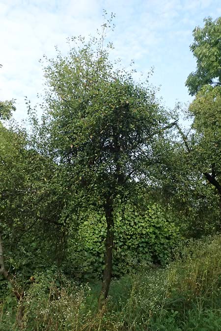 Prunus spinosa \ Schlehe, Schwarzdorn / Sloe, Blackthorn, D Hemsbach 2.9.2024