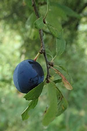 Prunus spinosa \ Schlehe, Schwarzdorn / Sloe, Blackthorn, D Hemsbach 2.9.2024