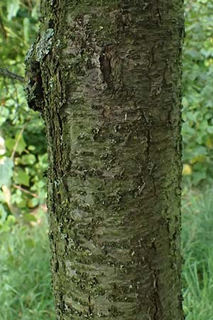 Prunus spinosa \ Schlehe, Schwarzdorn / Sloe, Blackthorn, D Hemsbach 2.9.2024