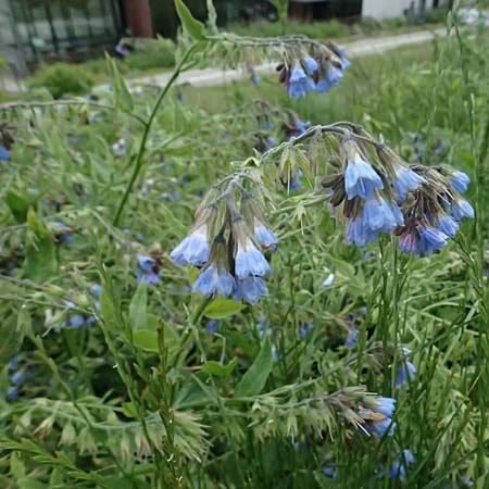 Symphytum caucasicum \ Kaukasus-Beinwell / Caucasian Comfrey, Blue Comfrey, D Ulm 25.5.2025