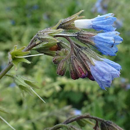 Symphytum caucasicum \ Kaukasus-Beinwell / Caucasian Comfrey, Blue Comfrey, D Ulm 25.5.2025