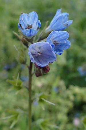 Symphytum caucasicum \ Kaukasus-Beinwell / Caucasian Comfrey, Blue Comfrey, D Ulm 25.5.2025
