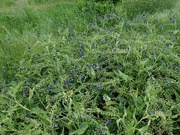 Symphytum caucasicum \ Kaukasus-Beinwell / Caucasian Comfrey, Blue Comfrey, D Ulm 25.5.2025